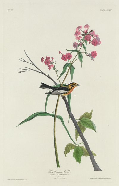 Blackburnian Warbler door Robert Havell after John James Audubon