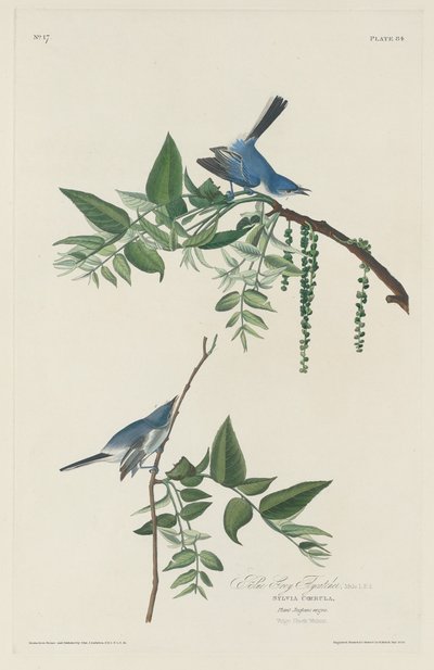 Blauw-grijze vliegenvanger door Robert Havell after John James Audubon