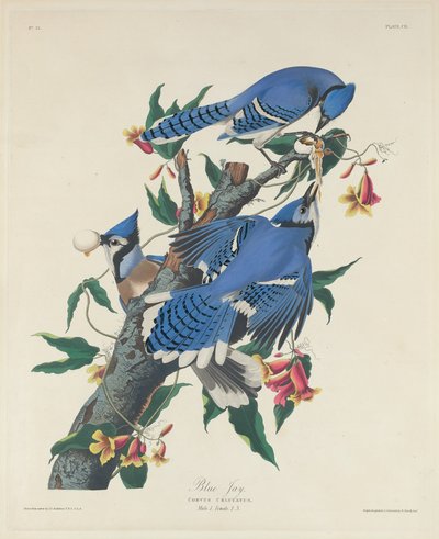 Blauwe gaai door Robert Havell after John James Audubon