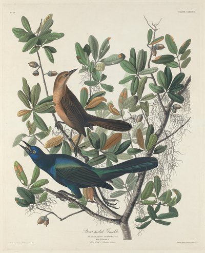 Bootstaarttroepiaal door Robert Havell after John James Audubon