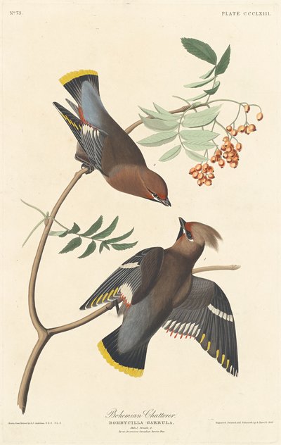 Boheemse Babbelaar door Robert Havell after John James Audubon