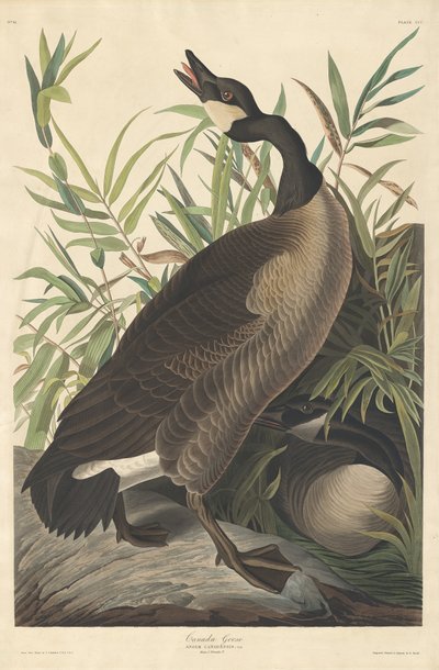 Canadese gans door Robert Havell after John James Audubon