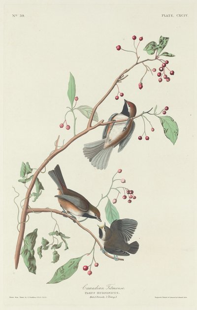 Canadese Mees door Robert Havell after John James Audubon