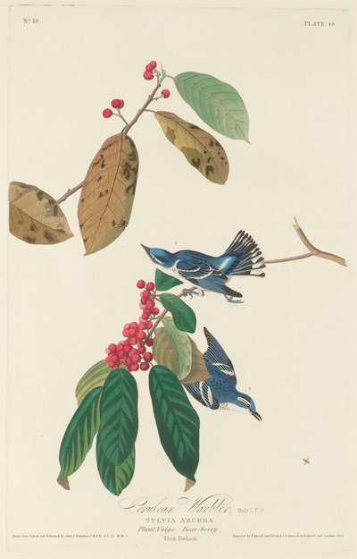 Cerulean zanger door Robert Havell after John James Audubon