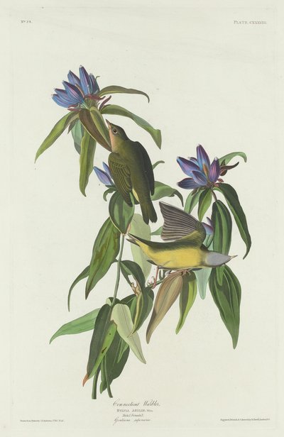 Connecticut Zanger door Robert Havell after John James Audubon