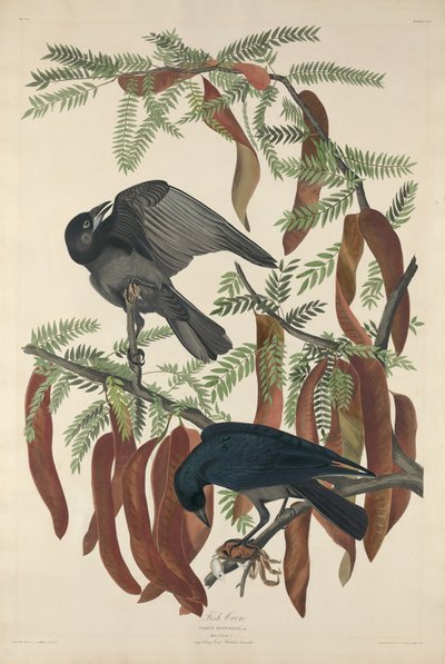 Viskraai door Robert Havell after John James Audubon