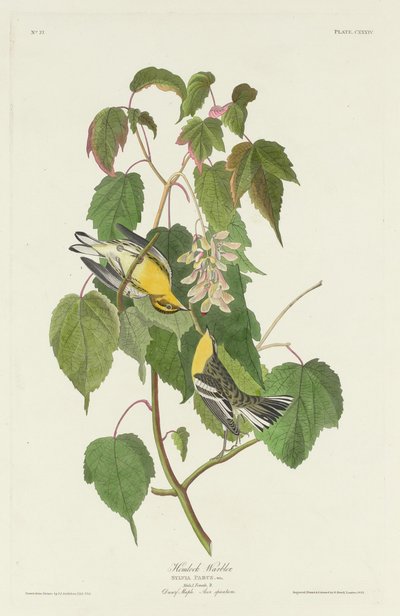 Hemlockzanger door Robert Havell after John James Audubon