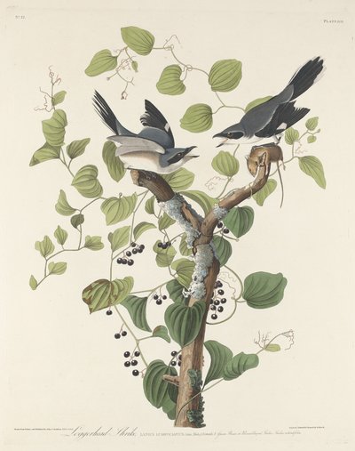 Loggerhead Klauwier door Robert Havell after John James Audubon