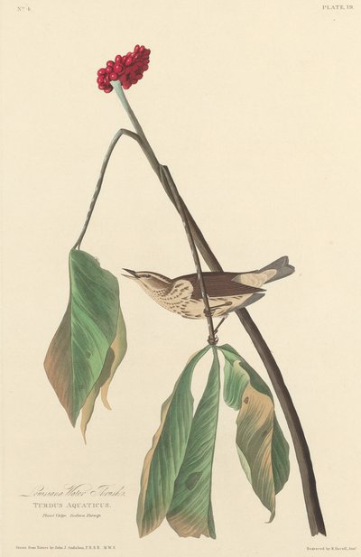 Louisiana Waterzanger door Robert Havell after John James Audubon