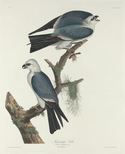 Mississippi Wouw door Robert Havell after John James Audubon