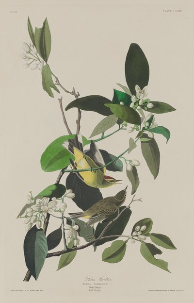 Palmzanger door Robert Havell after John James Audubon