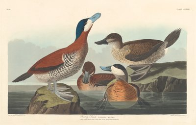 Rosse stekelstaart door Robert Havell after John James Audubon