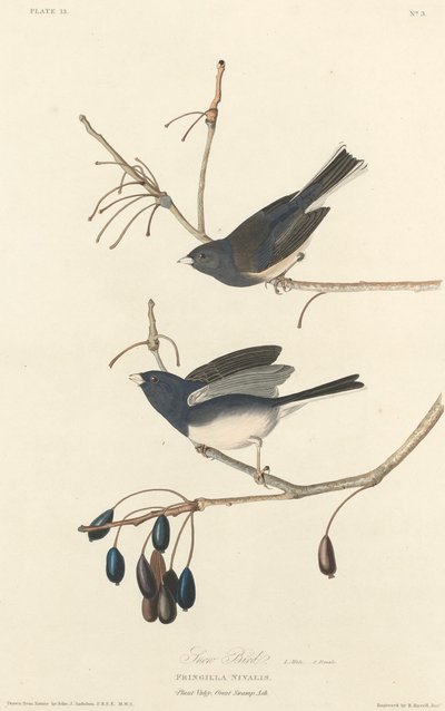 Sneeuwvogel door Robert Havell after John James Audubon