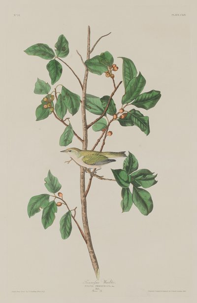 Tennessee Zanger door Robert Havell after John James Audubon