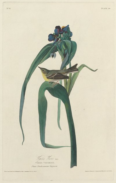 Vigors Vireo door Robert Havell after John James Audubon