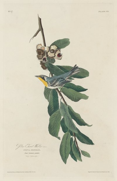 Geelkeelzanger door Robert Havell after John James Audubon