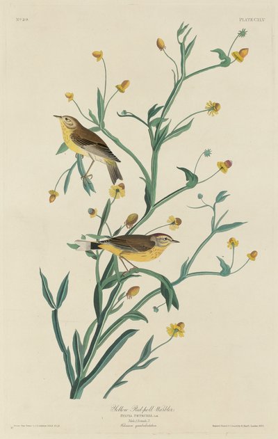 Gele Roodkopzanger door Robert Havell after John James Audubon