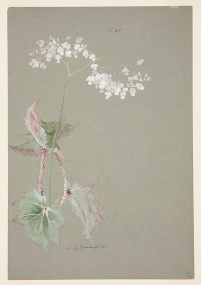 Studie van Roze Begonia door Sophia L. Crownfield