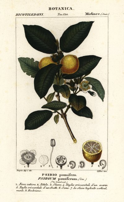 Gewone guave, Psidium guajava door Stanghi Stanghi