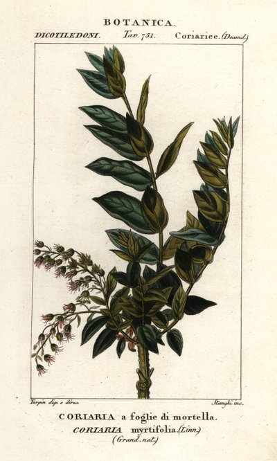 Redoul boom, Coriaria myrtifolia door Stanghi Stanghi