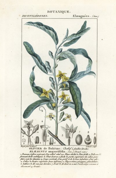 Zilverbes of oleaster, Elaeagnus angustifolia door Stanghi Stanghi