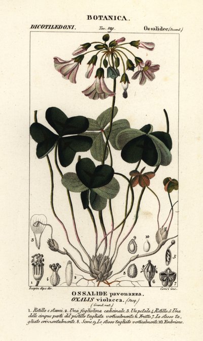 Violette klaverzuring, Oxalis violacea door Stanghi Stanghi