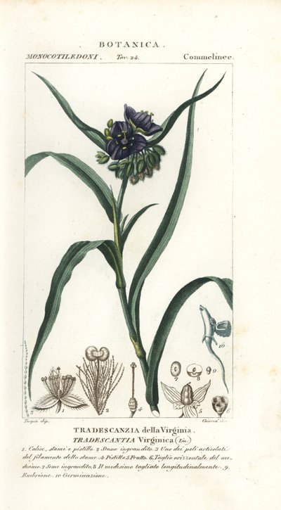 Virginia dagbloem, Tradescantia virginiana door Stanghi Stanghi