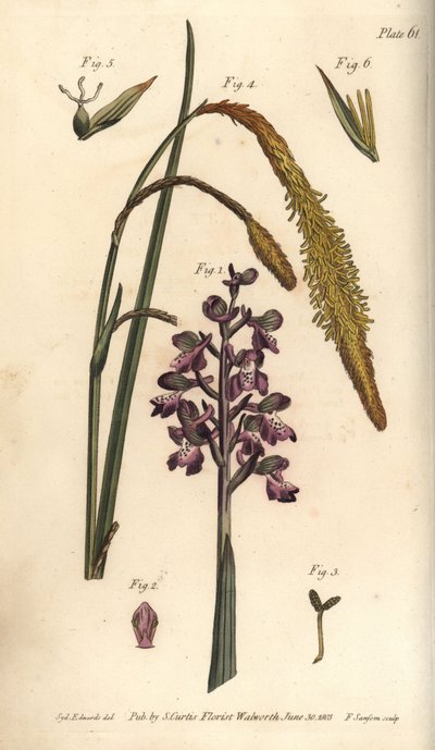 Paarse orchidee, Orchis mascula, Gynandria door Sydenham Teast Edwards