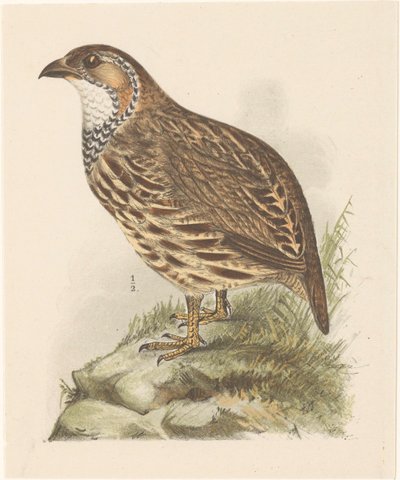 Patrijs (francolinus jugularis) door Theo van Hoytema