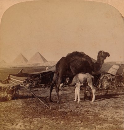 Een baby van de woestijn, Egypte, 1896 door Unbekannt