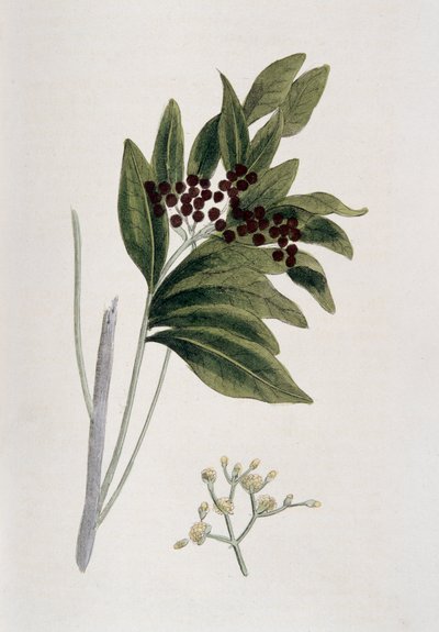 Allspice, 1823 door Unbekannt