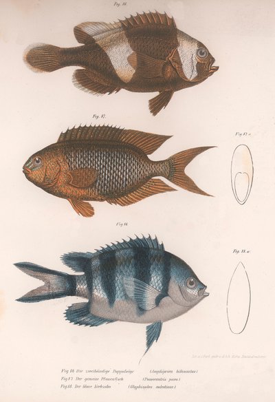 Amphiprion bifasciatus. Pomacentris pavo. Glyphisodo, ca. 1850s door Unbekannt