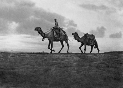 Kamelen in de woestijn buiten Caïro, Egypte, c1920s door Unbekannt