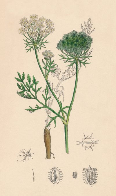 Daucus Carota. Wilde wortel, 19e eeuw door Unbekannt