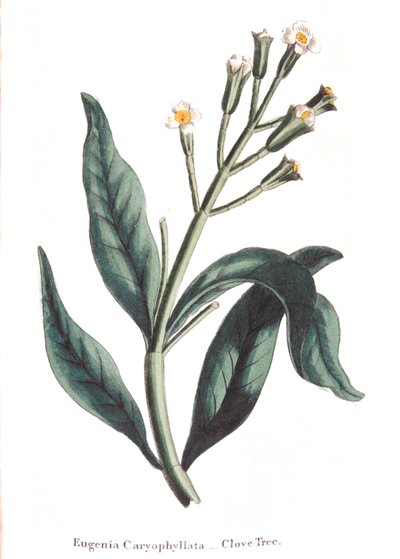 Eugenia caryophyllata - kruidnagelboom, 1823 door Unbekannt