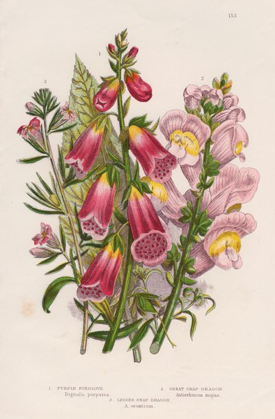 Vingerhoedskruid Digitalis purpurea centrum, c1885 door Unbekannt