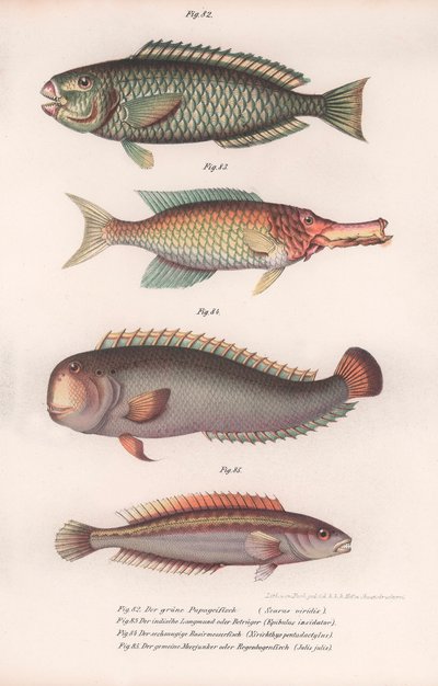 Groene papegaaivis. Indiase langbek, Rasirnesser, Lipvis, ca. 1850s door Unbekannt