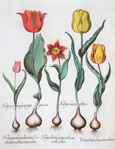 Tulpen door Unbekannt