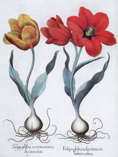 Tulpen, 1613 door Unbekannt