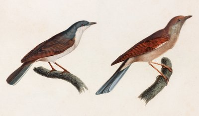 Twee kleurenillustraties van vogels door Unbekannt