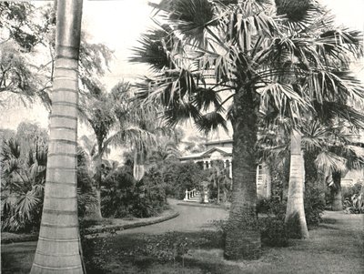 Typische Hawaïaanse tuin, Honolulu, VS, 1895 door Unbekannt