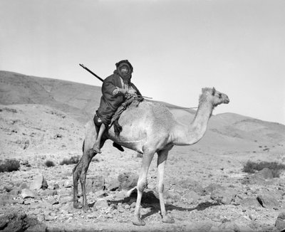 Bedoeïen die op een kameel rijdt, ca. 1936 (zwart-wit foto) door Unbekannt