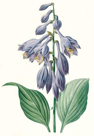 Botanische illustratie/Redouté/Hosta ventricosa door Unbekannt