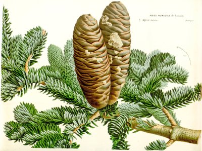 Botanische illustratie/Abies numidica/Algerijnse zilverspar/Numidische zilverspar door Unbekannt