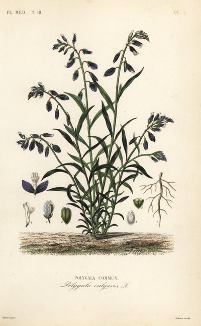 Gewone vleugeltjesbloem, Polygala vulgaris door Unbekannt