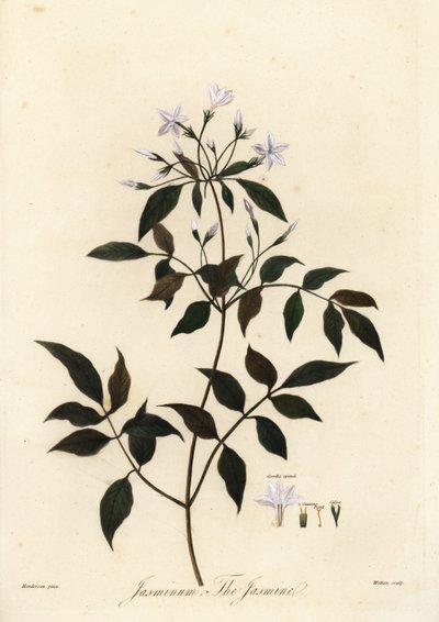 Jasmijn, Jasminum officinale, 1805 (gravure) door Unbekannter Künstler