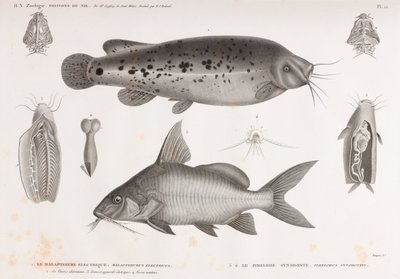 De elektrische Malapterure & De Pimelode Synodonte door Unbekannt