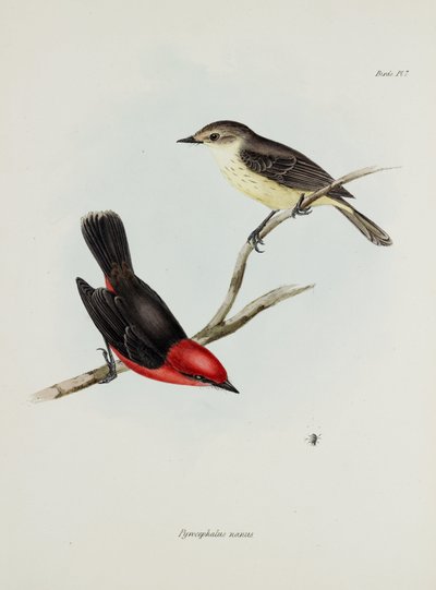 Paar vogels, ca. 1832-1836 door Unbekannter Künstler