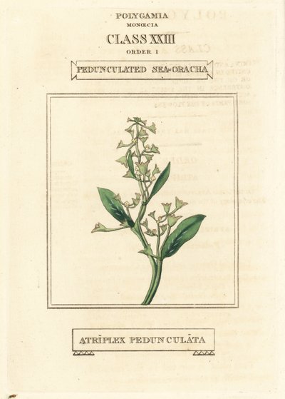 Stengelloze zeepostelein, Atriplex pedunculata. Handgekleurde kopergravure naar een illustratie door Richard Duppa uit zijn The Clours and Orders of the Linnaean System of Botany, Longman, Hurst, Londen door Unbekannter Künstler