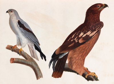 Twee kleurenillustraties van vogels door Unbekannt